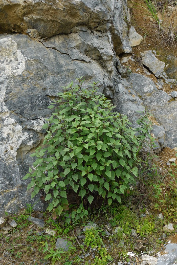 山茶花的寓意