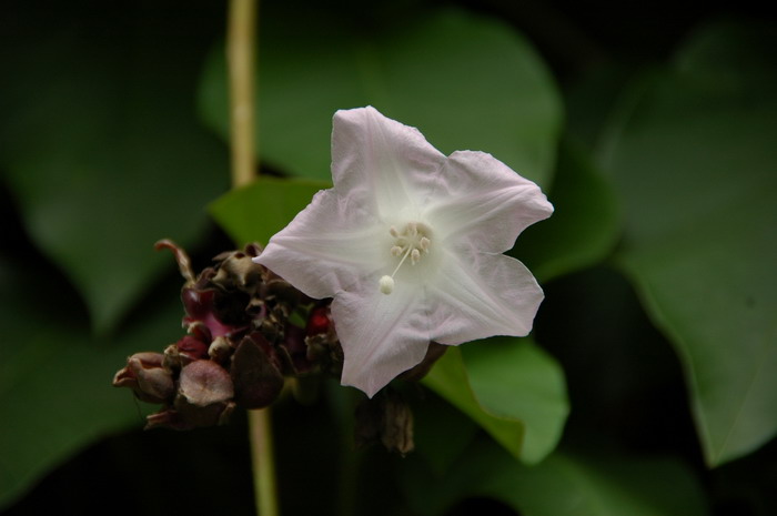 红色玫瑰花图片