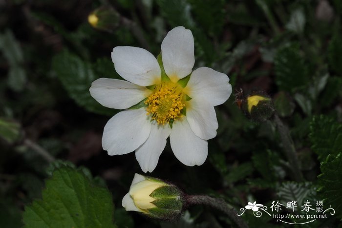 丁香花几月开