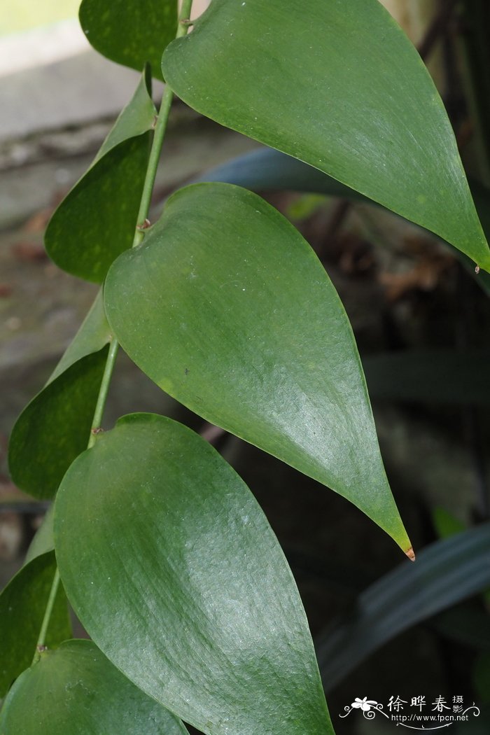 角茎野牡丹