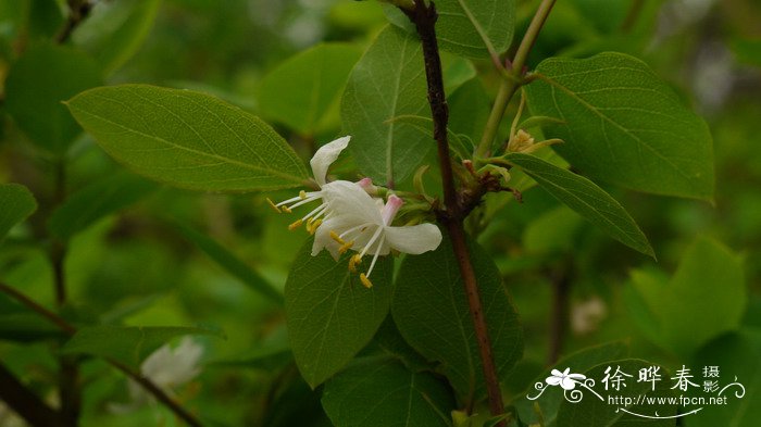 苏铁开花