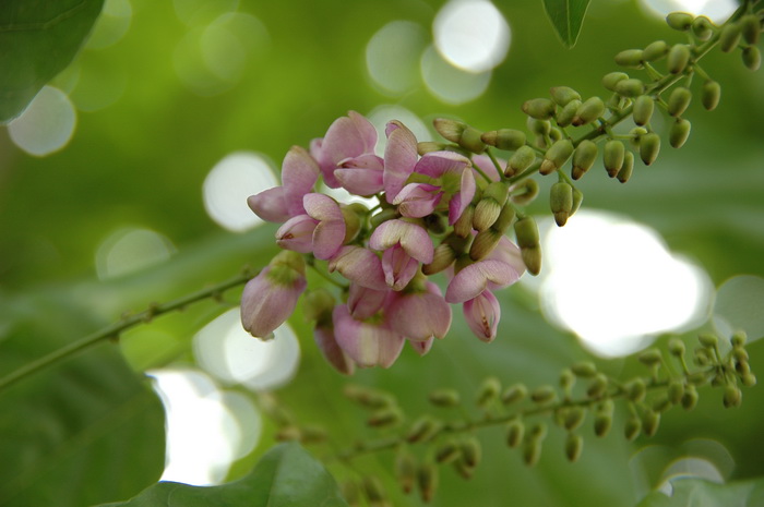 白菊花的花语