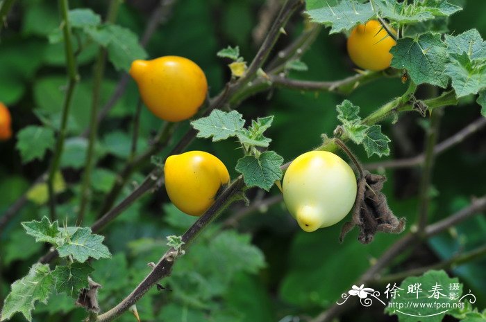 长寿花怎么浇水