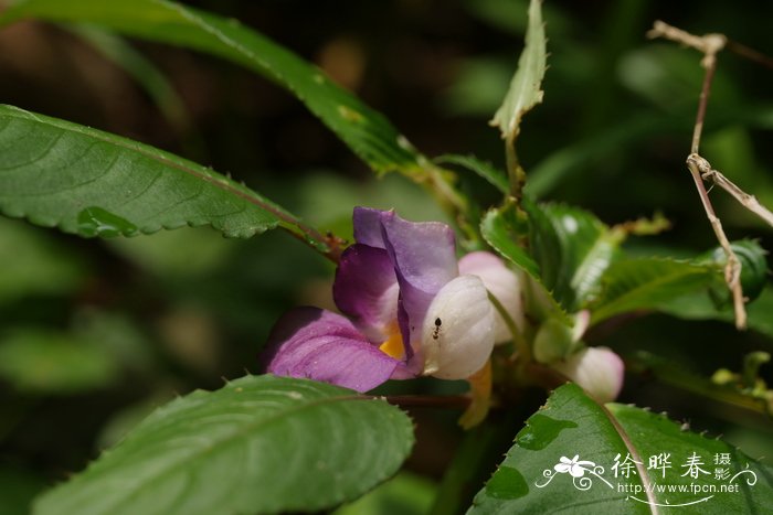 木棉花树