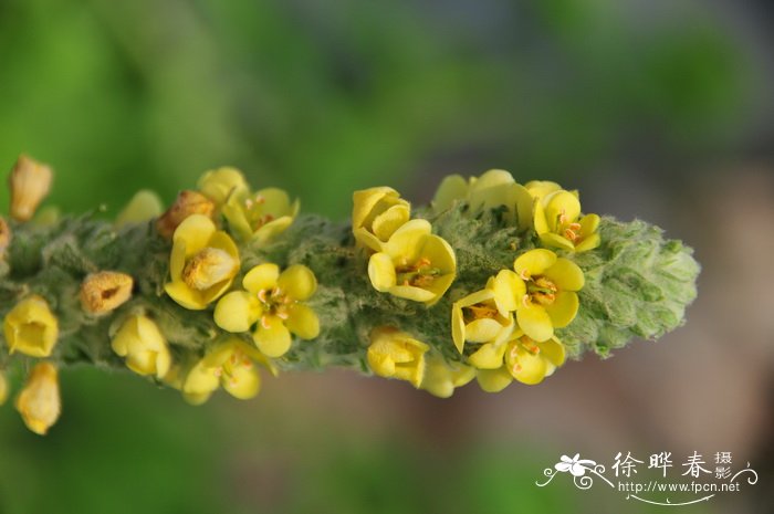 杜鹃花品种及图片大全