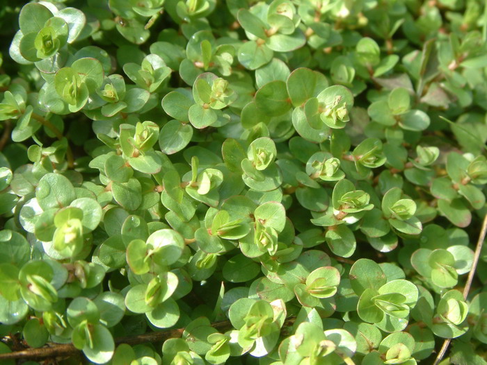 四明山樱花红枫