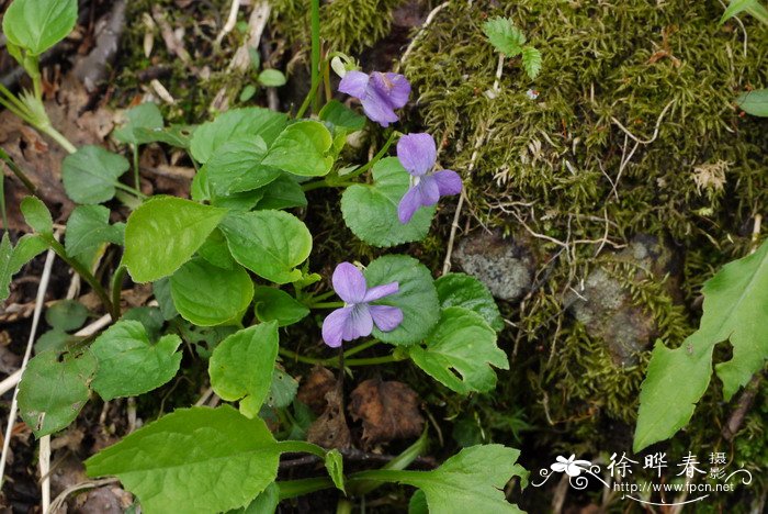 茉莉花茶产地