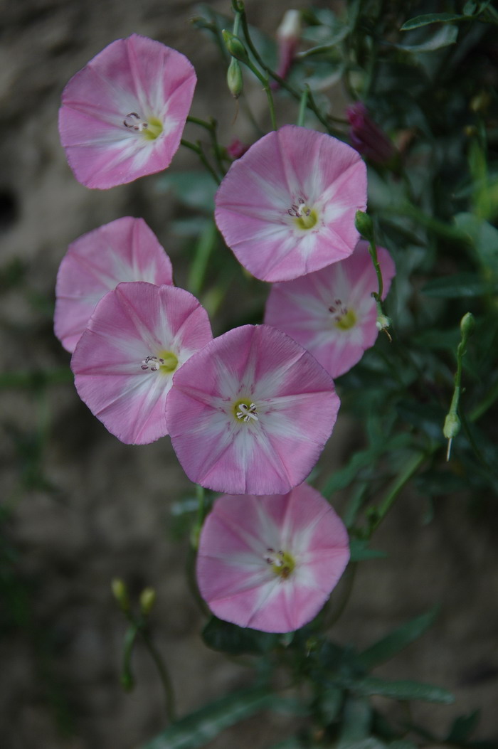 梅花花期