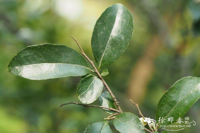 植物炭疽病