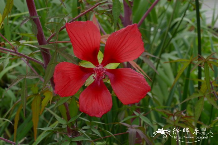 冬季开花的室内盆栽