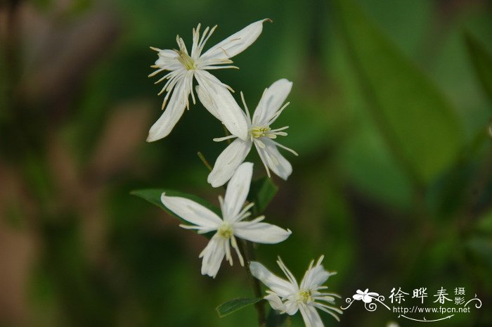 一帆风顺花的寓意