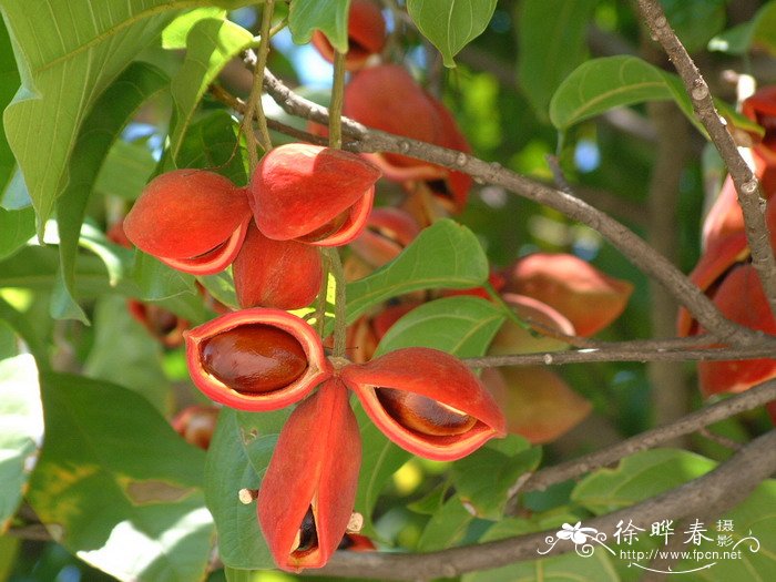 黑果花楸多少钱一斤