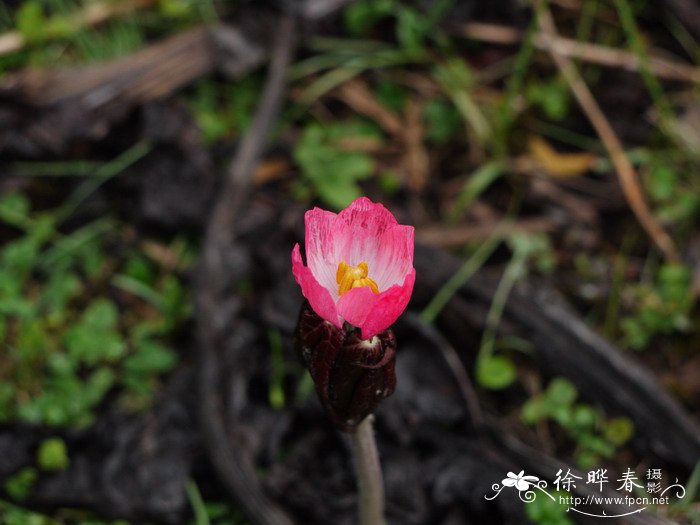 兰花开花