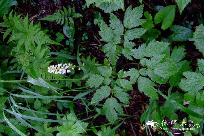 石家庄送花