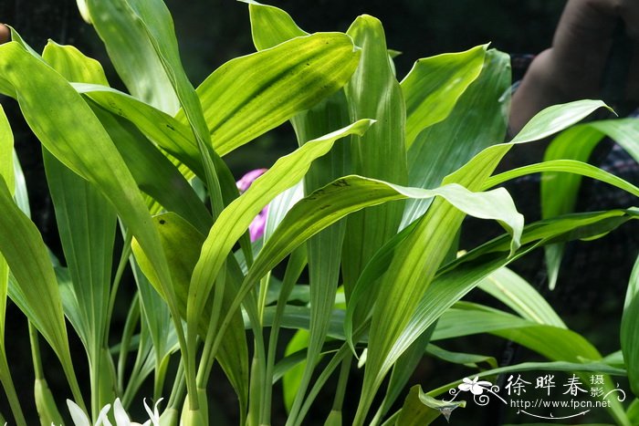 苹果 季节