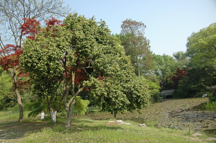 长沙桂花苗