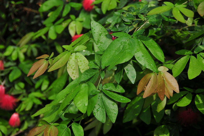 人工种植冬虫夏草