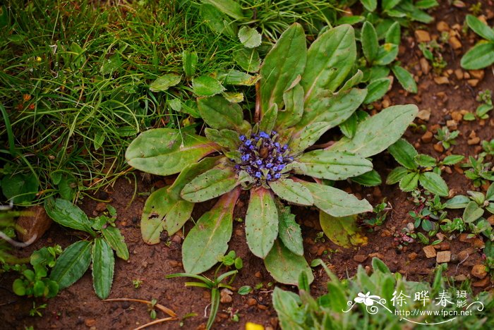 苹果种子怎么种植方法