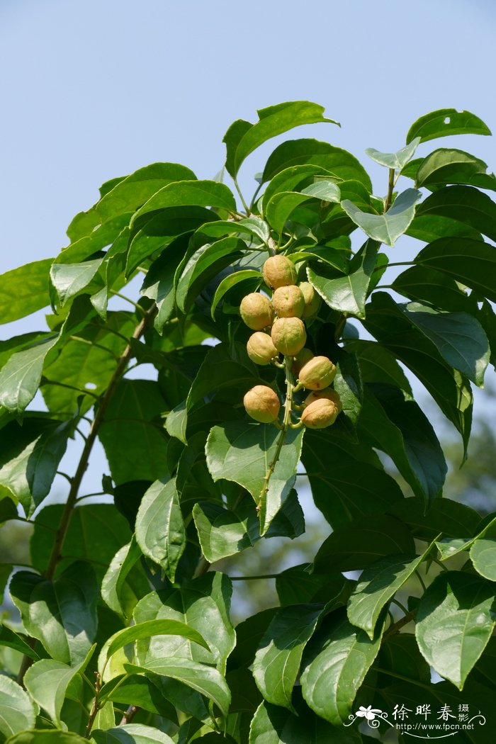 雏菊花语是什么