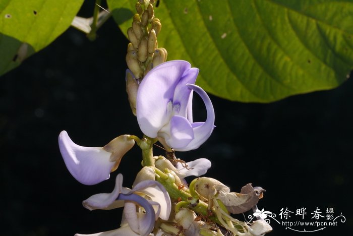 芦笋种植时间和方法