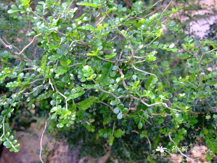 植物传播的方法