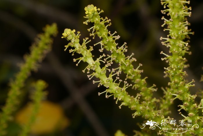 郁金香种子怎么种植方法