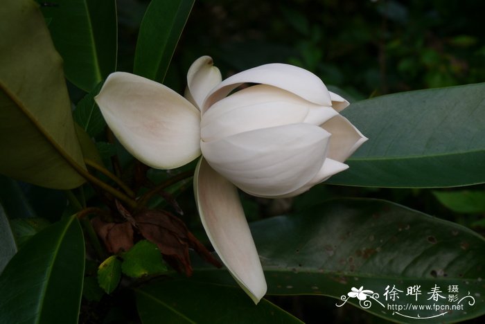 苹果种植地区