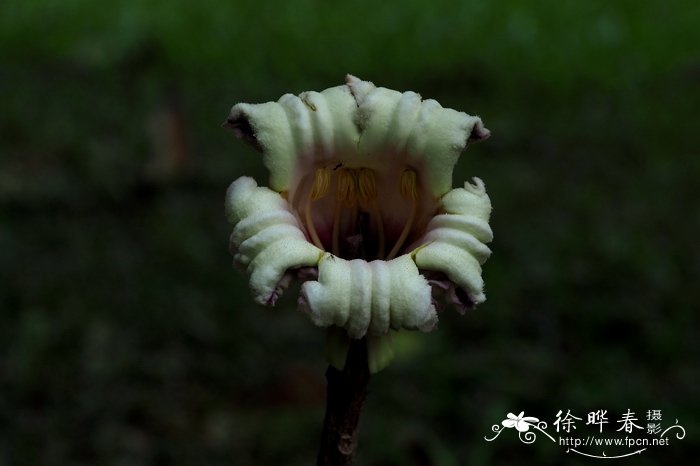 藏红花的种植方法和时间