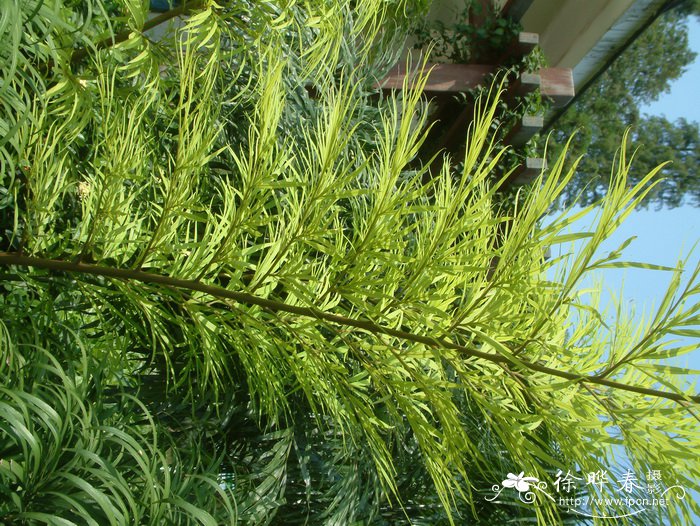 土豆的种植方法和时间