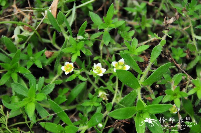 茉莉花什么季节开花