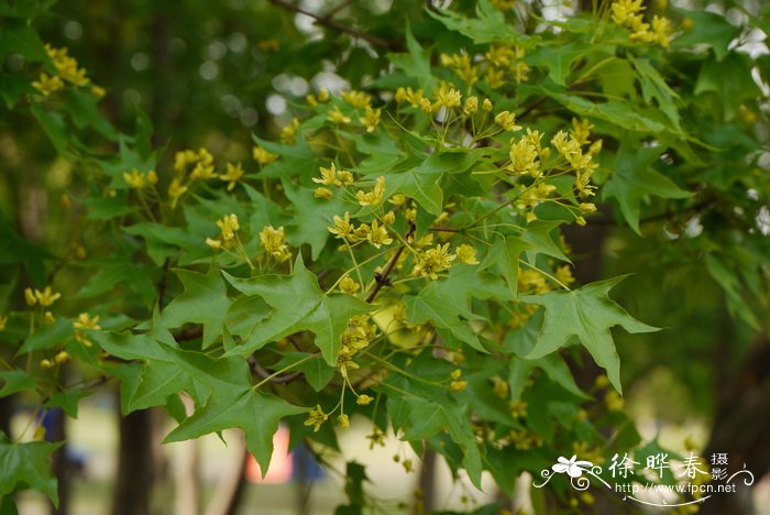 非洲茉莉