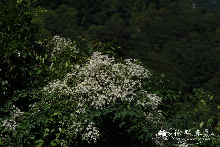 虞美人什么时候开花