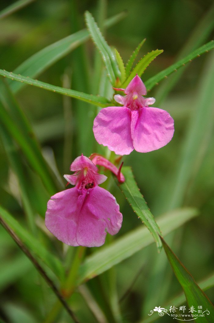 无花果开花吗?