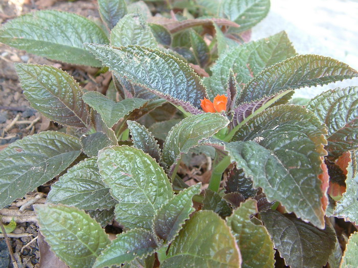 农村种植致富项目