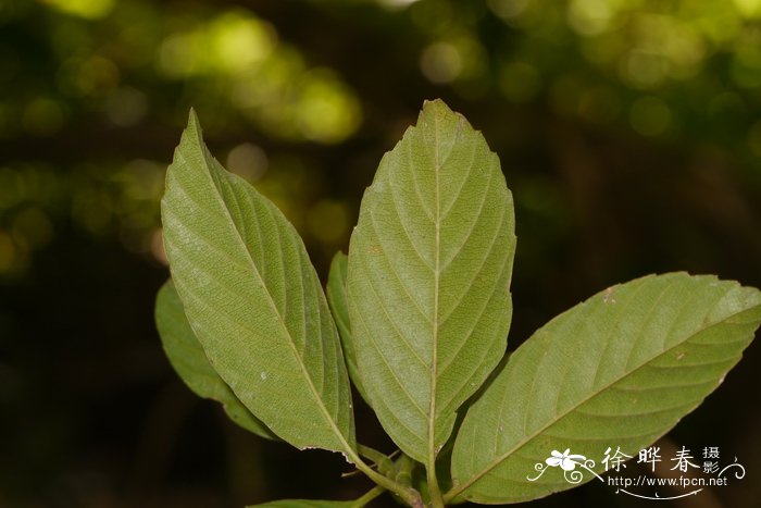 白兰花养护技术