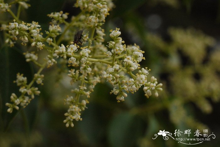 野古草