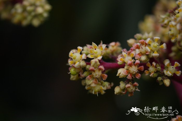 黑果花楸多少钱一斤