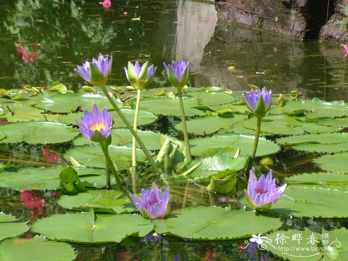 蓬莱松盆景图片