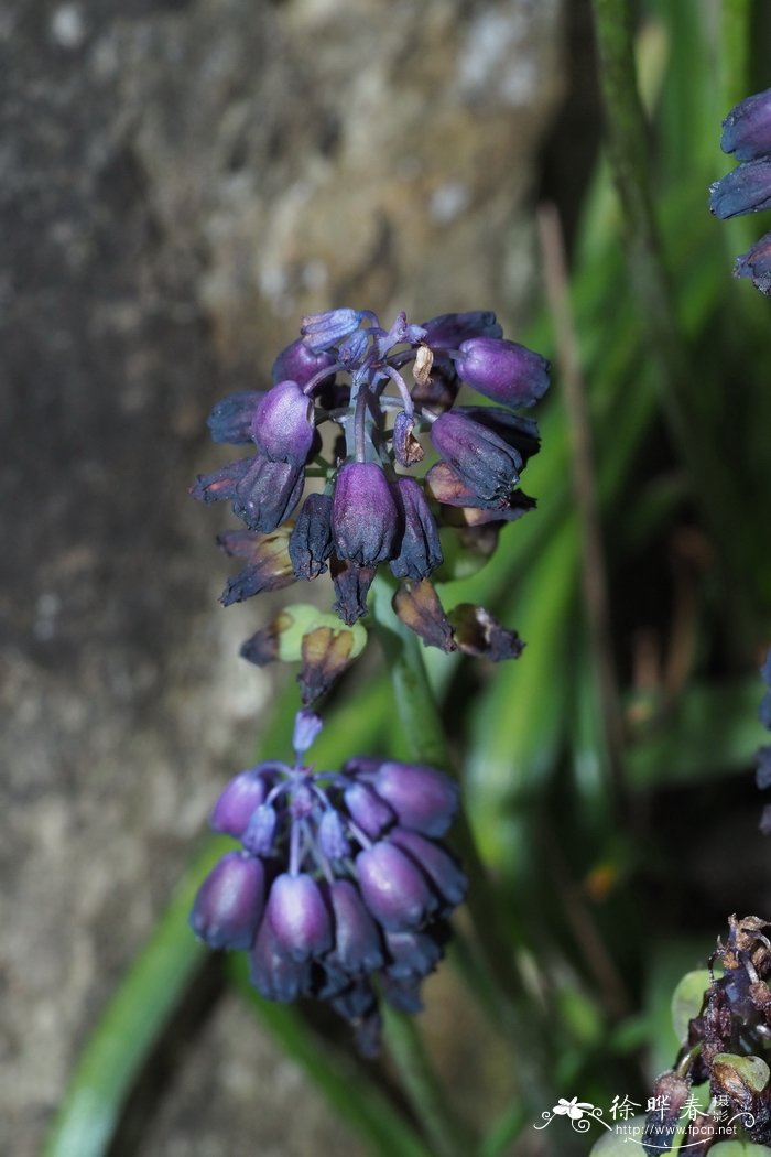 苹果 季节