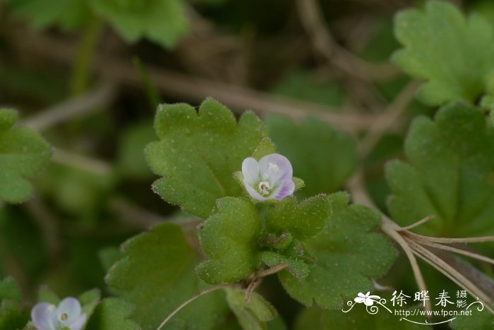 罗汉果水