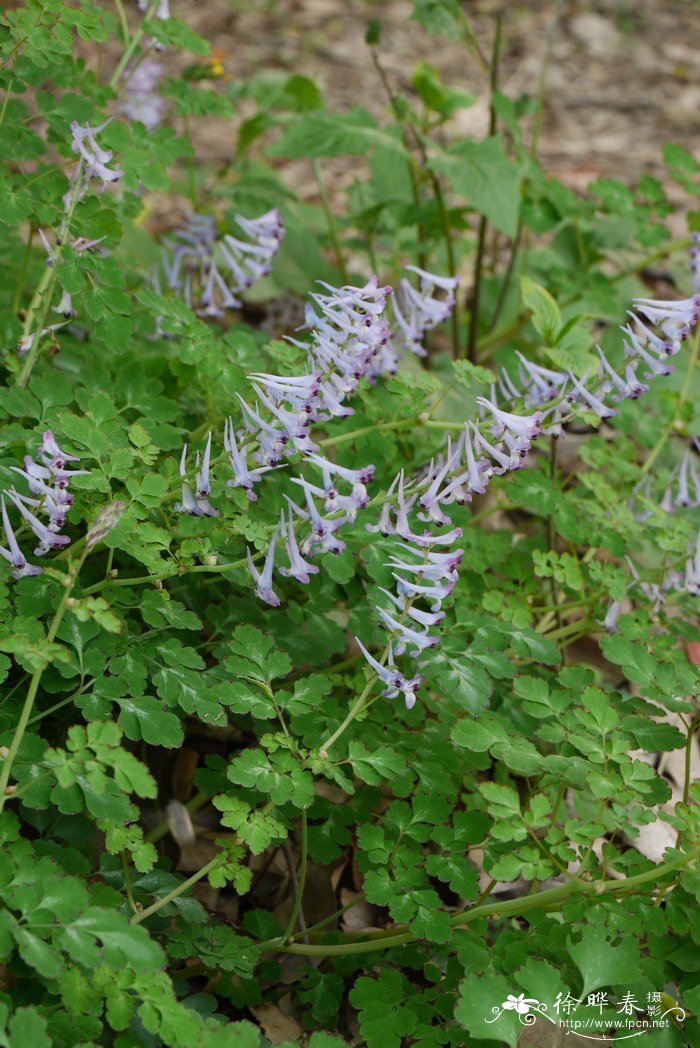 1000种花名大全