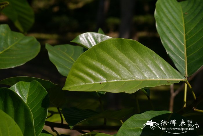 车厘子j级是什么意思