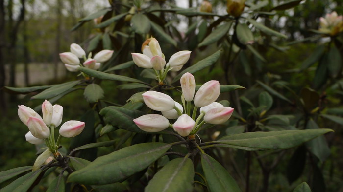 龙牙花