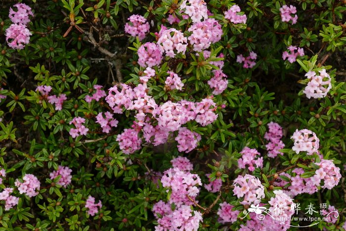 石家庄鲜花速递