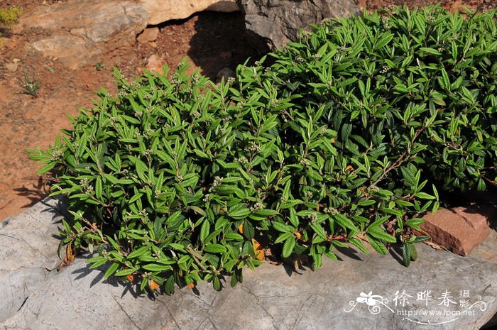 木香花几月份栽种最好