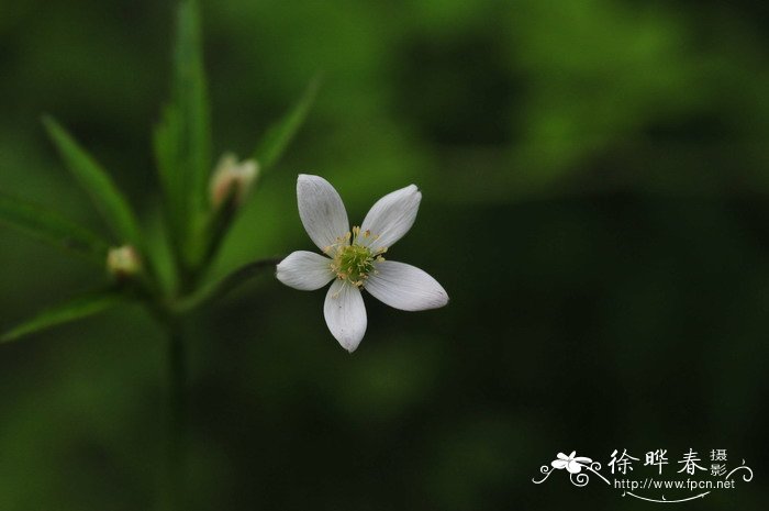 凌霄花花语