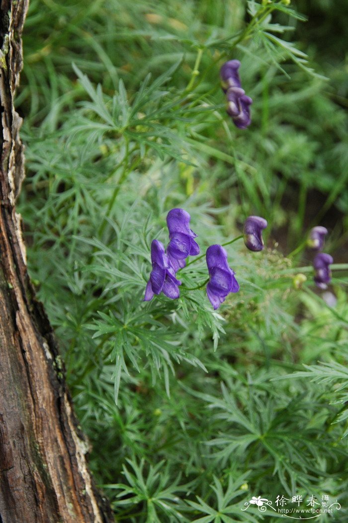 桂花树批发