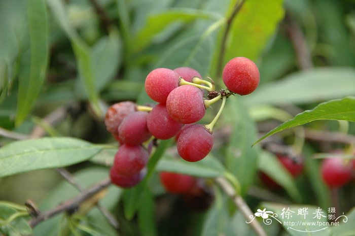 牛油果是哪里产的