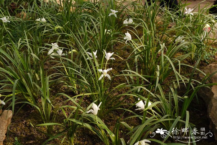 小雏菊