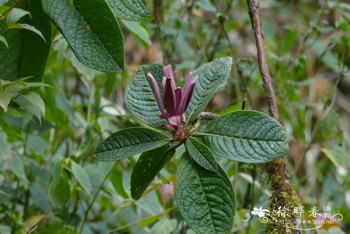 茉莉根